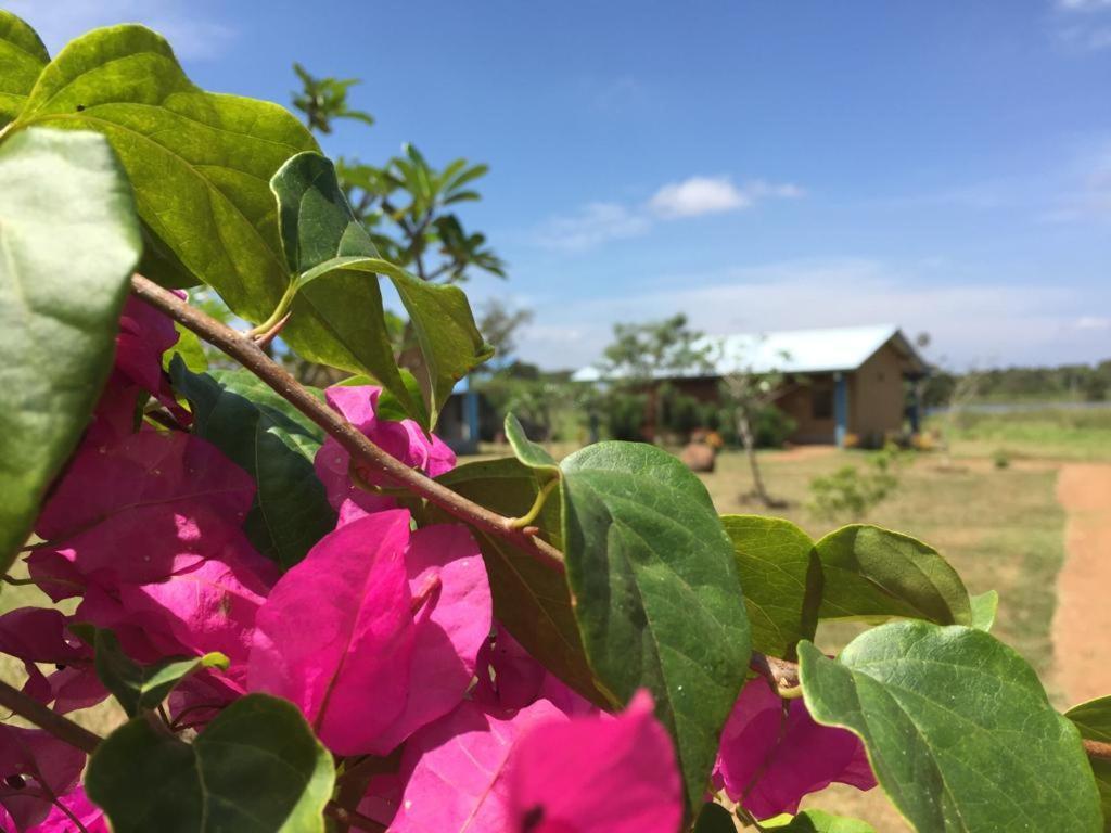 Rho Sigiriya Lake Edge Retreat Kibissa Esterno foto